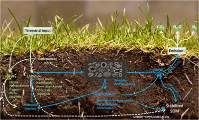 Editorial: Carbon Storage in Agricultural and Forest Soils